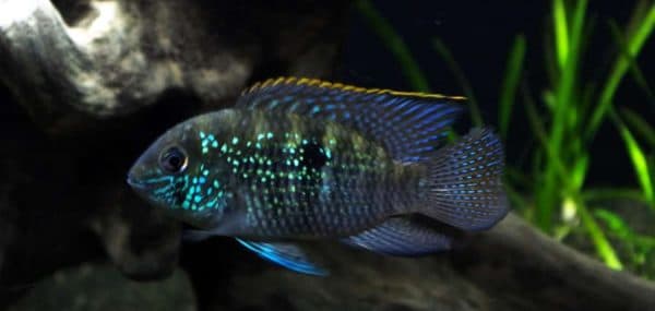 Голубая акара фото