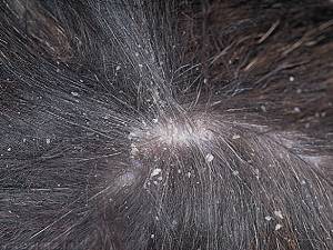 хейлетиоз у собак фото