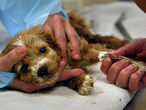 анализ на пироплазмоз у собак