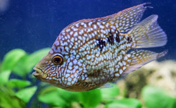 Цихлазома бриллиантовая баллон