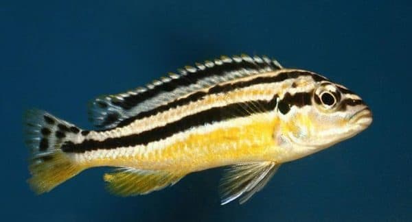 Меланохромис ауратус