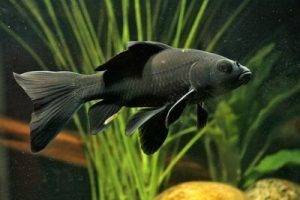 Условия содержания карпа кои в аквариуме: