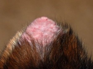 васкулит у собак на ушах фото