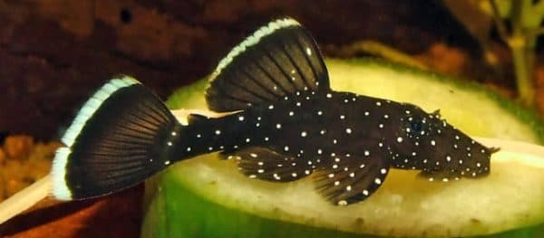 Питание мальков анциструса звездчатого