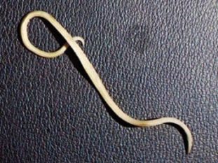 Кошачьи глисты