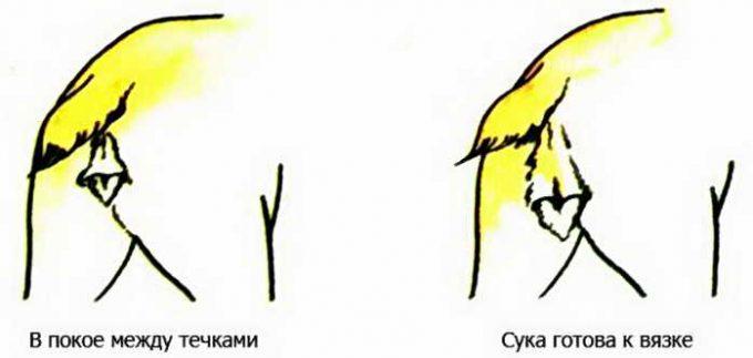 изменение петли у собак во время течки