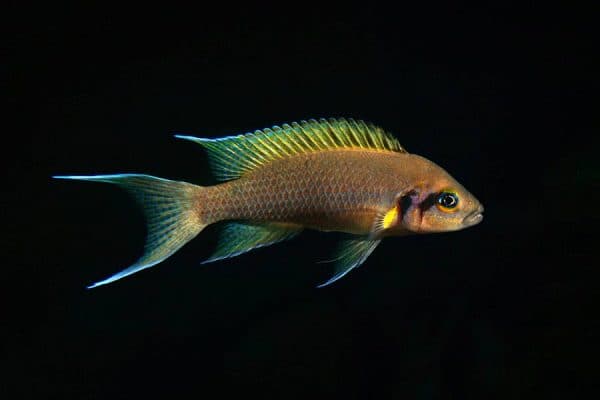 Принцесса Бурунди читайте статью