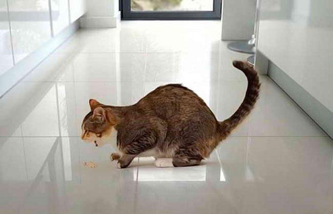 симптомы отравления кошки
