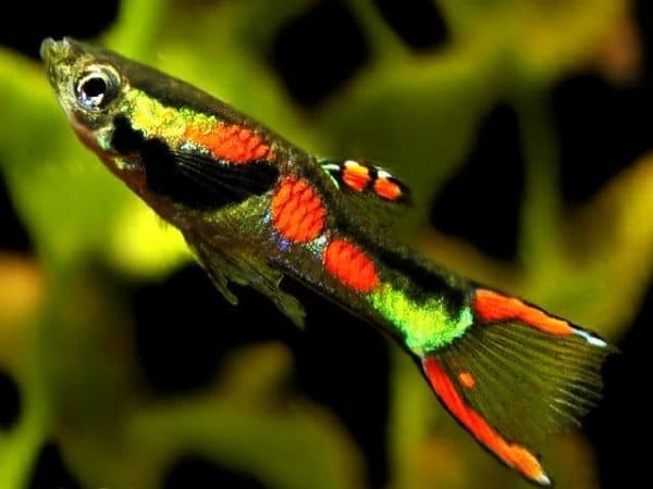 Гуппи Эндлера