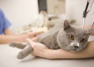 Наиболее высок риск заражения токсоплазмозом при контакте с инфицированными кошками