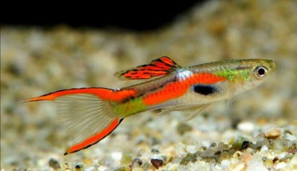 Гуппи Эндлера