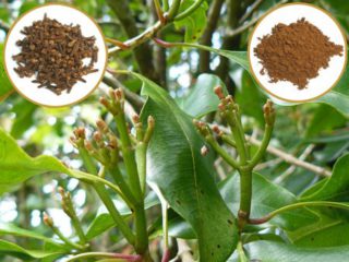 Гвоздичное дерево