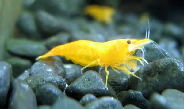 Аквариумные креветки. Содержание, фото, видео, совместимость и разведение.