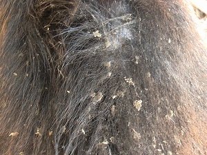 вши у собак