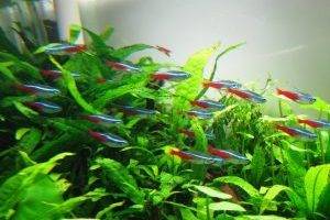 Ожидание малышей