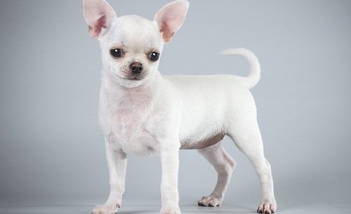 купить чихуахуа недорого