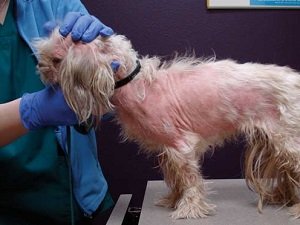 атопический дерматит у собак фото