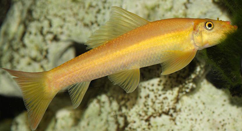 Китайский водорослеед