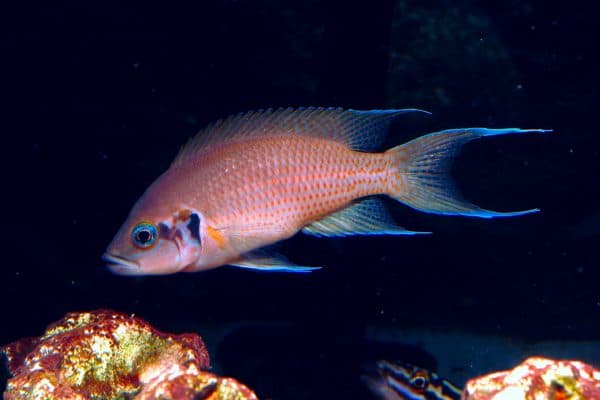 Особенности жизни принцессы Бурунди