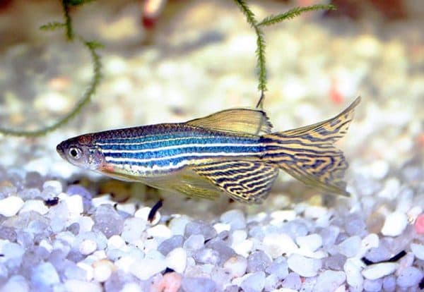 Данио рерио