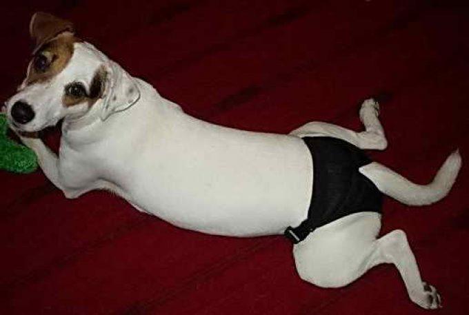 когда начинается первая течка у собак