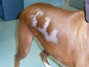 у собаки перхоть и выпадает шерсть