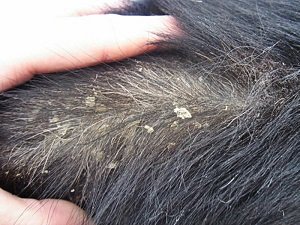 хейлетиоз у собак симптомы