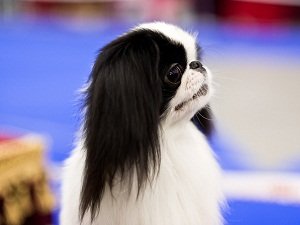 порода собак японский хин