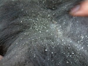 перхоть у собаки на спине