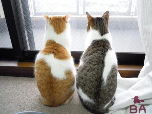 Кошка и кот