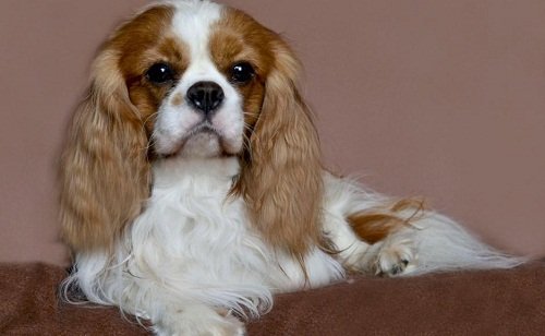 кавалер кинг чарльз спаниель купить