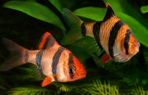 Суматранский барбус рыбка