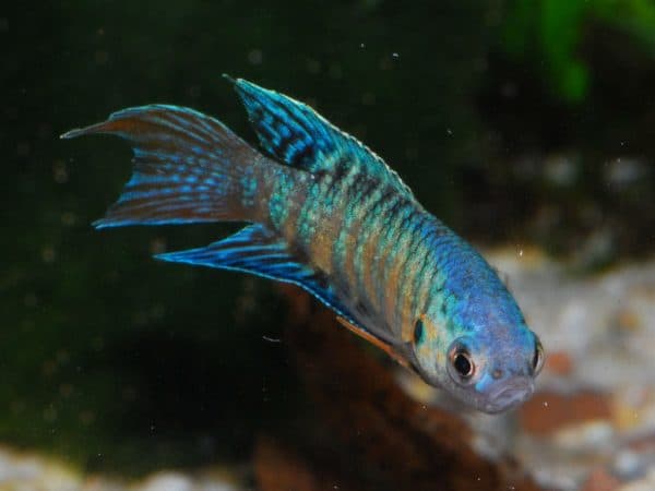 Макропод рыбка читайте статью