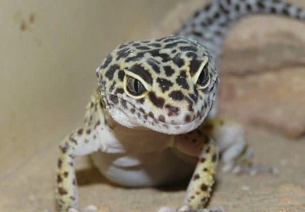 Эублефар пятнистый