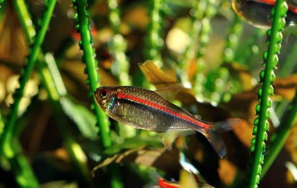 Тетры-харацинки