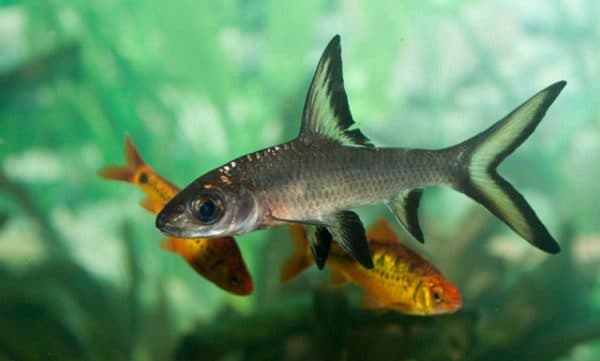 Акулий балу читайте статью