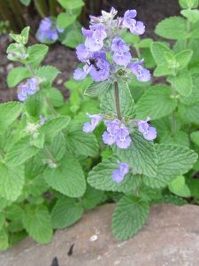 Кошачья мята