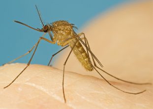 Токсоплазма может попасть непосредственно в кровь через небольшие повреждения на коже или после укуса кровососущего насекомого