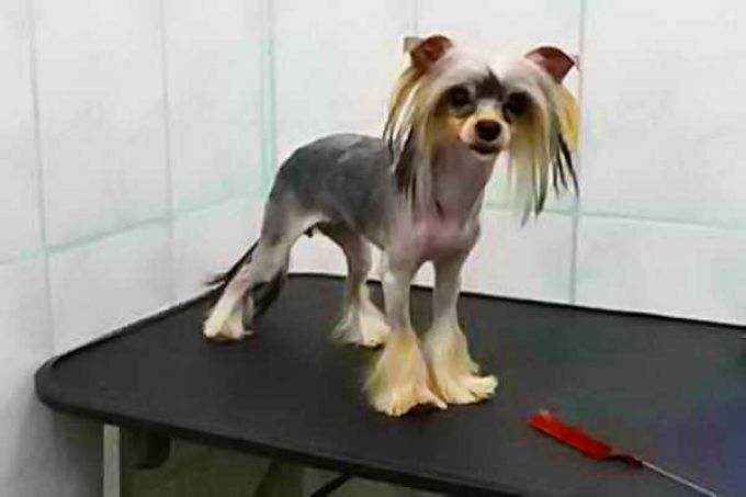 стрижка йорка китайская хохлатая или порода