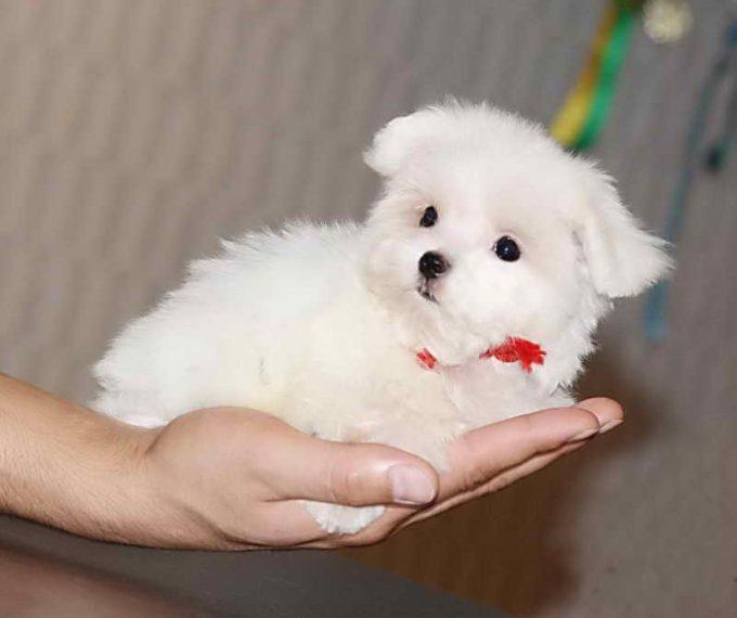 мини мальтезе