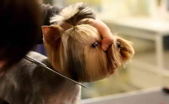 стрижки йорков