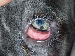 хламидиоз у собак симптомы и лечение