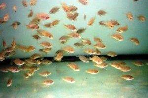 Хаплохромис васильковый размножение