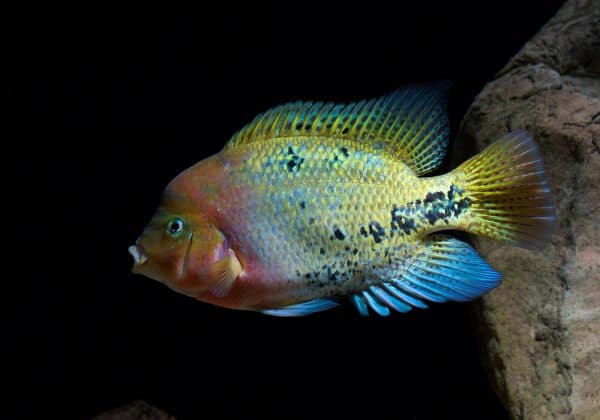 Условия и содержание радужной цихлазомы