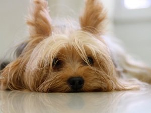 у собаки сильно урчит в животе