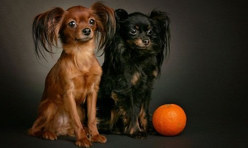 фото русских черных терьеров