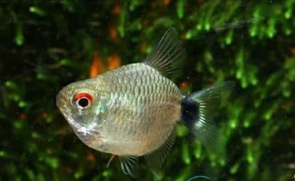 Filomena Ballon (diskovaya)