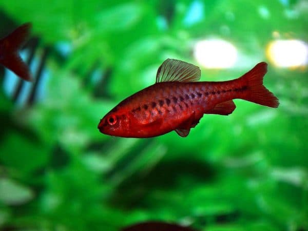 Вишневый барбус читайте статью