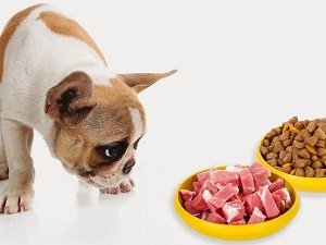 сухой корм для кастрированных собак мелких пород