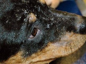 у собаки перхоть и выпадает шерсть
